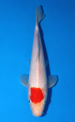 Tancho Kohaku - koi #x0625a016