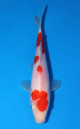Kohaku - koi #x0625a017