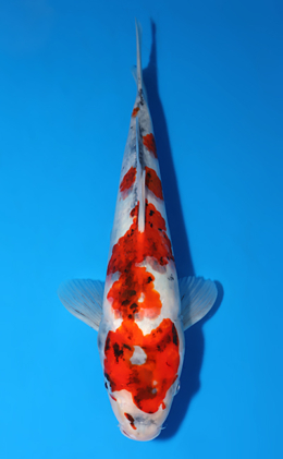 Showa - koi #x0625a020