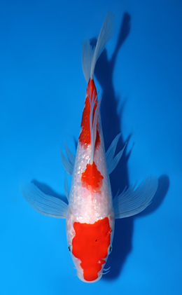 Hirenaga Ginrin Kohaku - koi #x0625a021