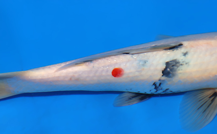 Tancho Showa - koi #x0625a022 - Side View A
