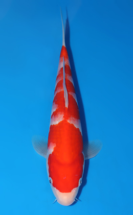 Kohaku - koi #x0625a029