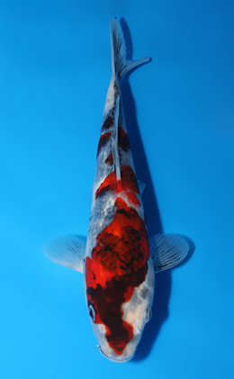 Showa - koi #x0625a030