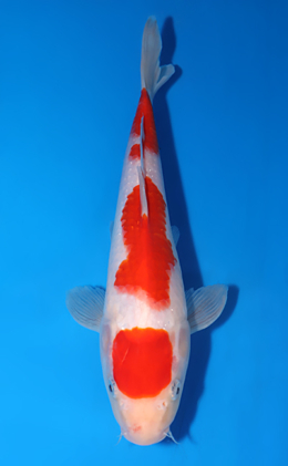 Kohaku - koi #x0625a031