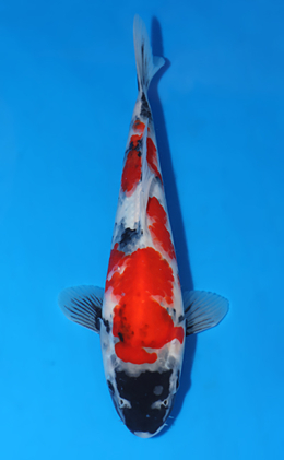 Showa - koi #x0625a033