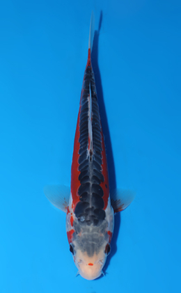 Shusui - koi #x0625a034
