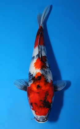 Showa - koi #x0625a035