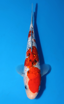 Ginrin Sanke - koi #x0625a036