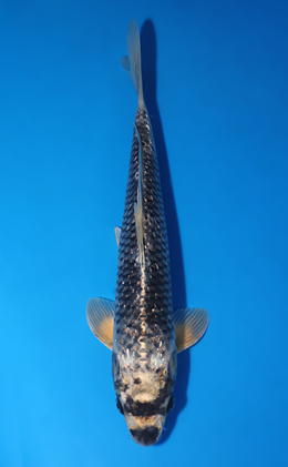 Ginrin Nezu Ogon - koi #x0625a037