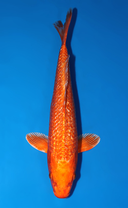 Ginrin Orange Ogon - koi #x0625a038