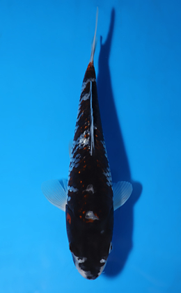 Goshiki - koi #x0625a039