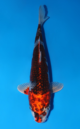 Kujyaku - koi #x0625a040