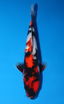 Showa - koi #x0625a041