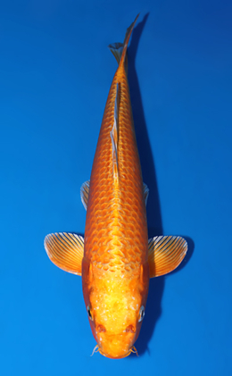 Orange Ogon - koi #x0625a042