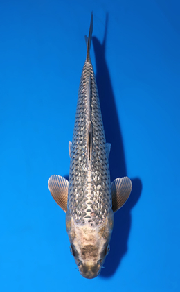 Ginrin Nezu Ogon - koi #x0625a044