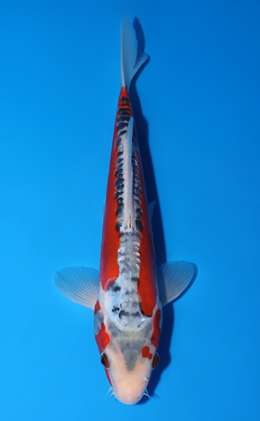 Shusui - koi #x0625a046