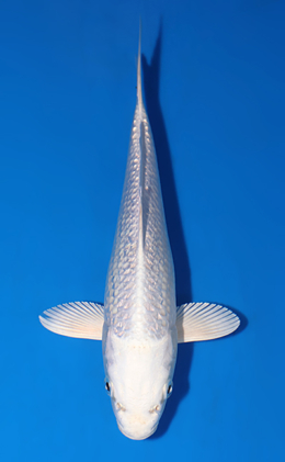 Ginrin Platinum - koi #x0625a047