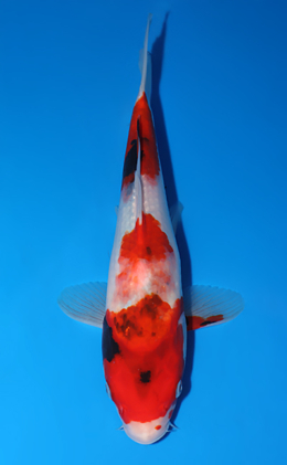 Showa - koi #x0625a048