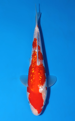 Ginrin Kohaku - koi #x0625a049