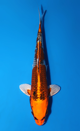 Kujyaku - koi #x0625a050