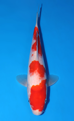 Kohaku - koi #x0625a055