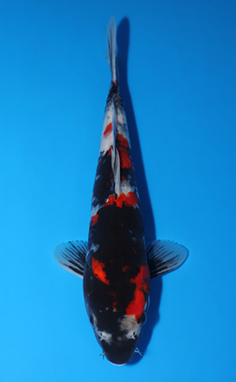 Showa - koi #x0625a056