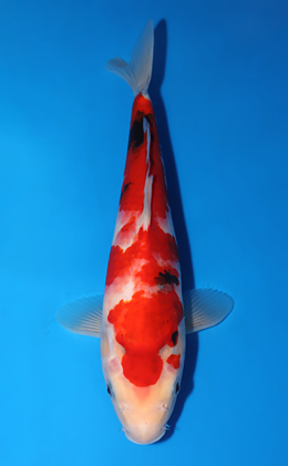 Taisho Sanke - koi #x0625a059