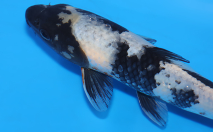 Kage Shiro Utsuri - koi #x0625a060 - Side View A