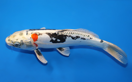 Beni Kikokuryu - koi #x0626a001 - Side View A