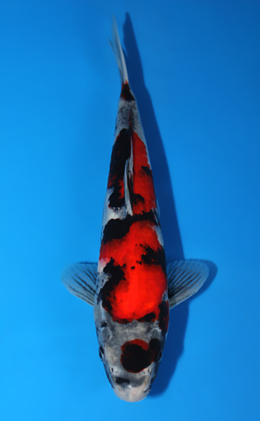 Showa - koi #x0626a002