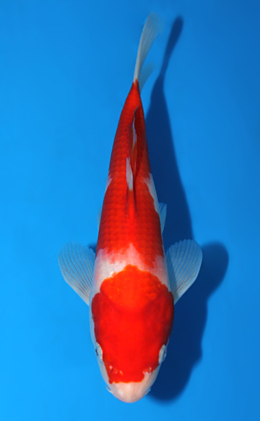 Kohaku - koi #x0626a003