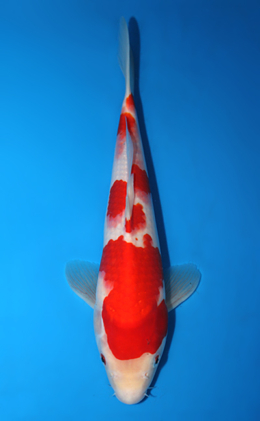 Kohaku - koi #x0626a004