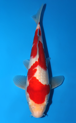 Kohaku - koi #x0626a007
