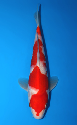 Kohaku - koi #x0626a009