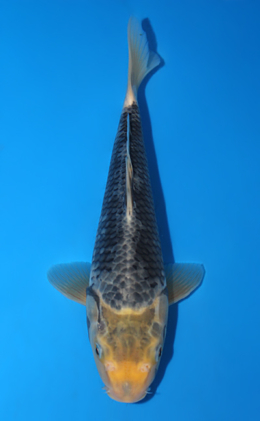 Kawari - koi #x0626a010