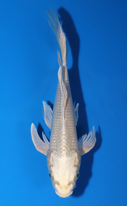 Hirenaga Platinum - koi #x0626a016