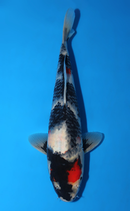 Showa - koi #x0626a017