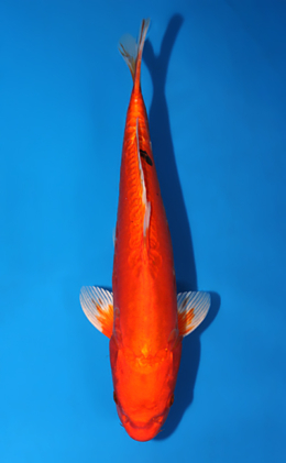 Doitsu Orange Ogon - koi #x0626a021