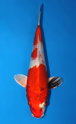 Kin Showa - koi #x0626a022