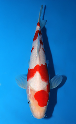Kohaku - koi #x0626a023