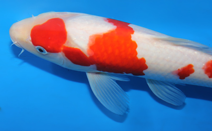 Kohaku - koi #x0626a023 - Side View A