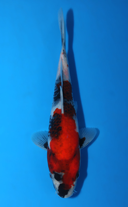 Showa - koi #x0626a027