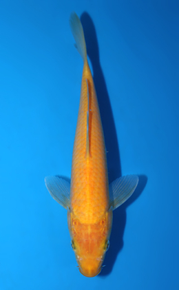 Karashi - koi #x0626a031
