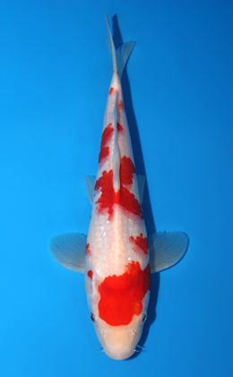 Kohaku - koi #x0626a041