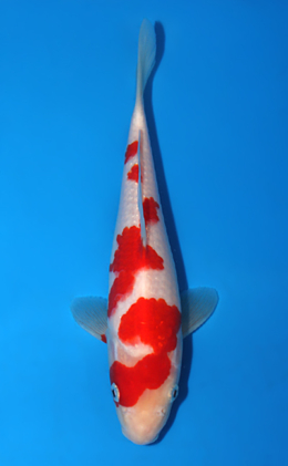 Kohaku - koi #x0626a042