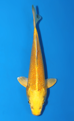 Ogon - koi #x0626a043