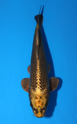 Mukashi Ogon - koi #x0626a045