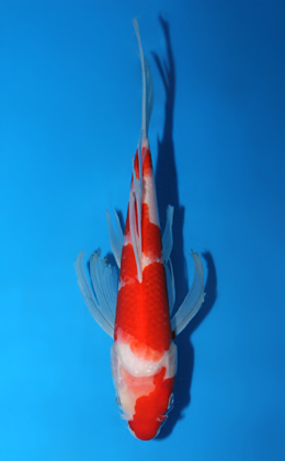 Hirenaga Kohaku - koi #x0626a047