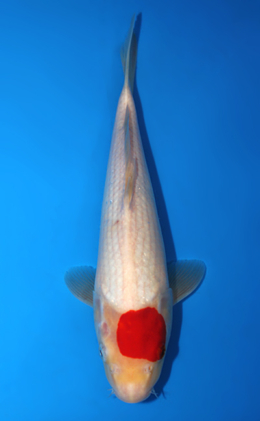 Tancho Kohaku - koi #x0626a049