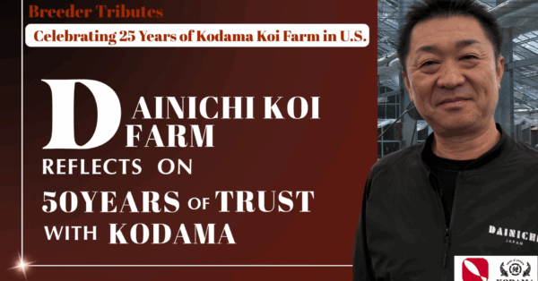 Japanese Koi Breeders Reflect on Decades of Trust with Kodama Koi Farm